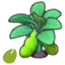 Bean seeds