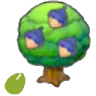 Chesto Seeds