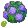 Damp-hedge seeds