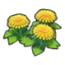 Dandy flowers
