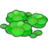 Duckweed