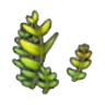 Fern