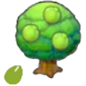 Lum seeds