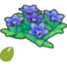 Mountain-flower seeds