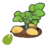 Potato seeds