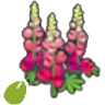 Robust-flower seeds