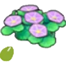 Seashore-flower seeds