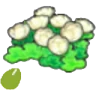 Skyland-flower seeds