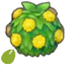Stylish-hedge seeds