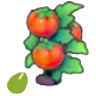 Tomato seeds