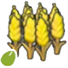 Wheat seeds